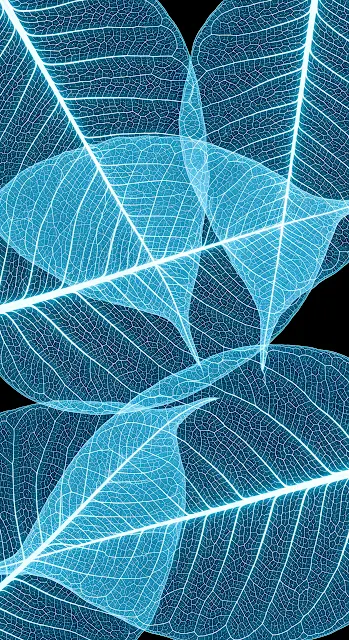 Translucent Blue Leaf Skeletons on Black Background