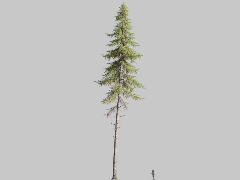 Maxtree - Plant Models Vol.126