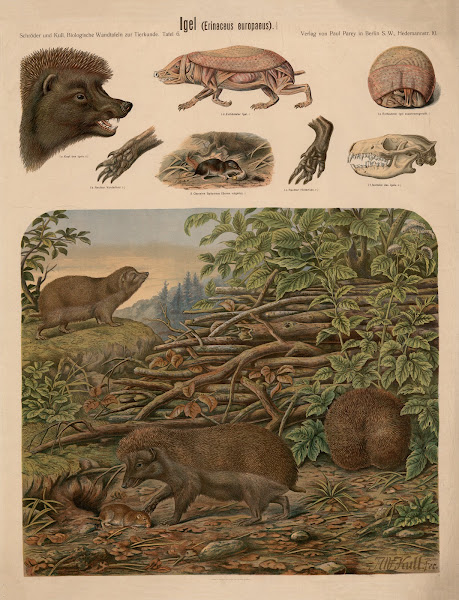 European hedgehog Erinaceus europaeus
