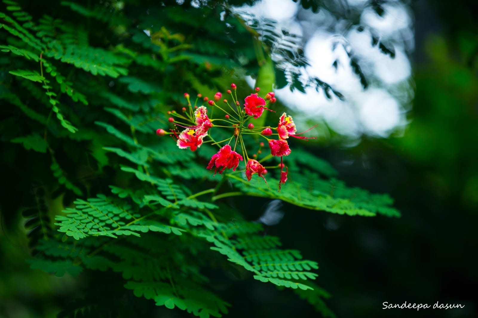 Nature Photo 9