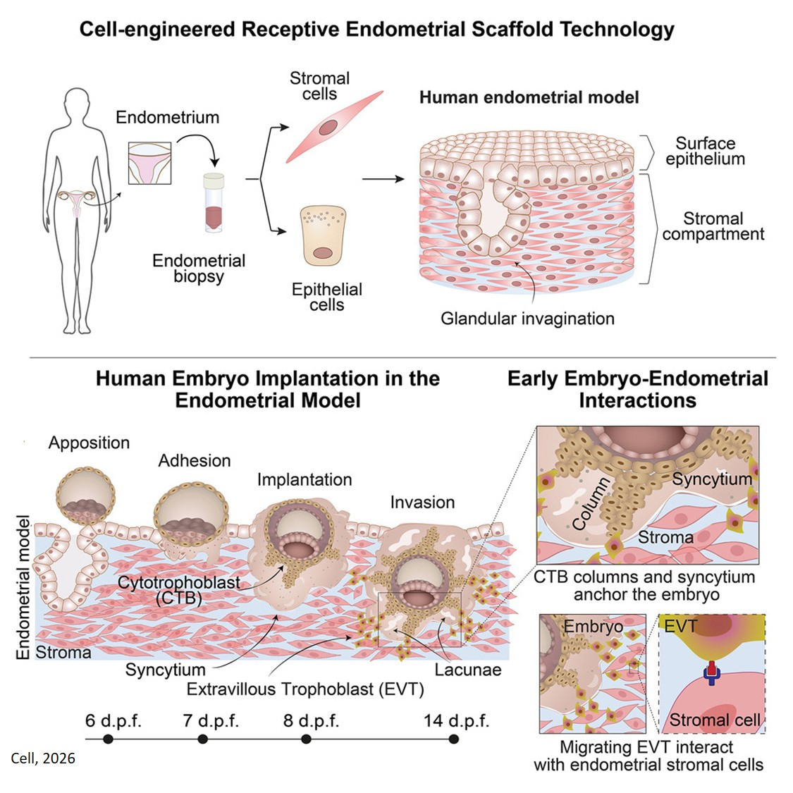 Modeling human embryo implantation in vitro