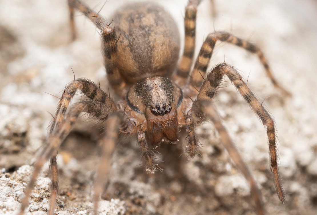 Tegenaria domestica