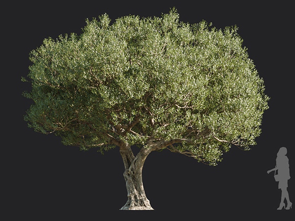 Maxtree - Plant Models Vol.113