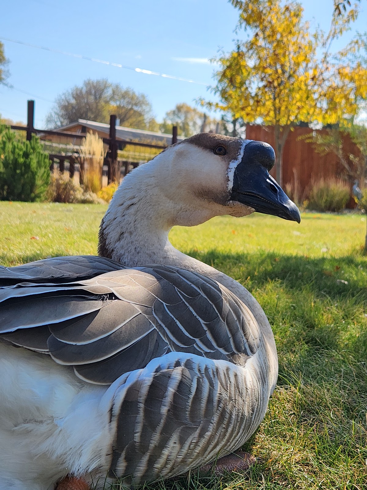 African Goose