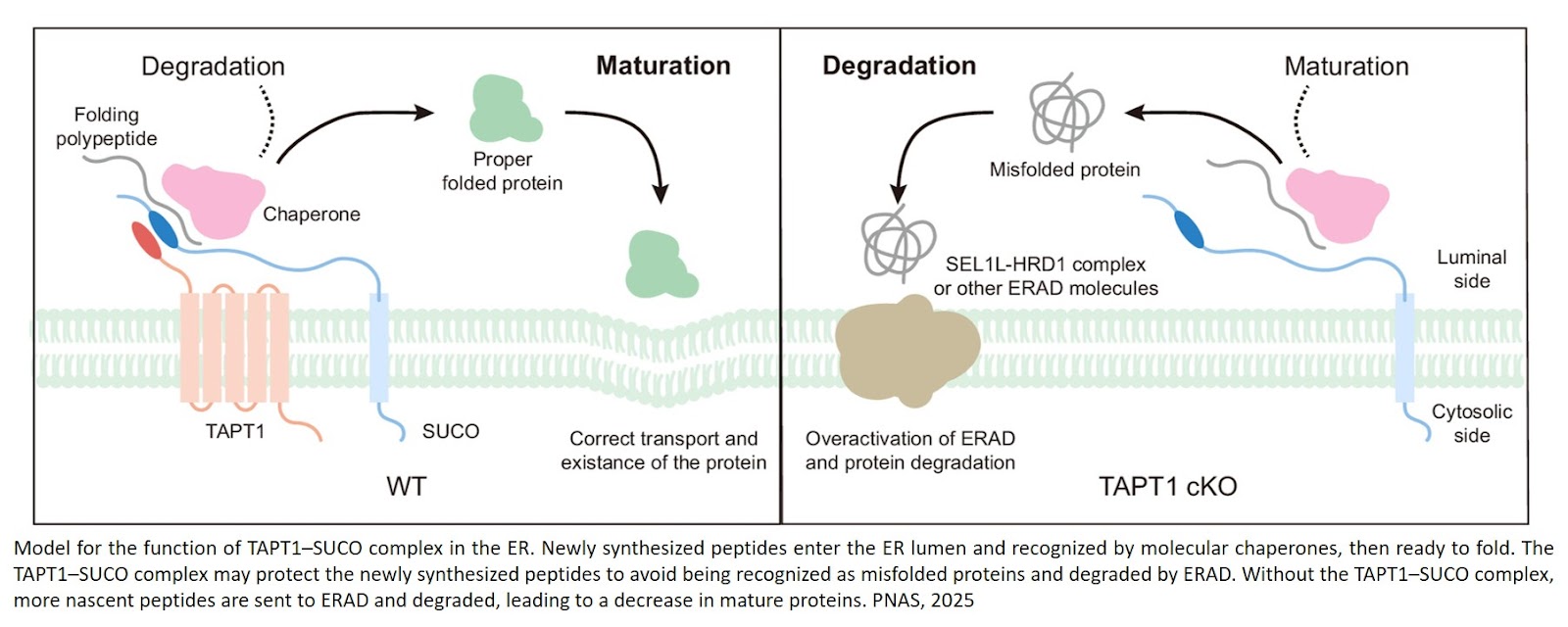 Tapt1 gene is essential maintainer of protein synthesis and brain development