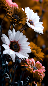 Contrasting White and Rust Colored African Daisies