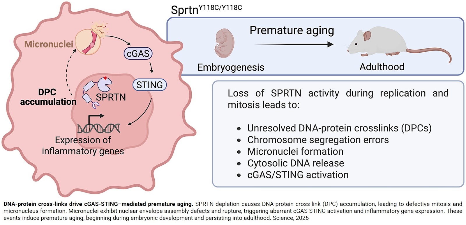 DNA-protein crosslinks promote inflammation-linked premature aging and embryonic lethality 