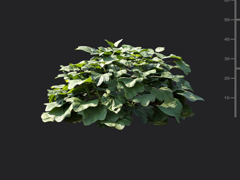Maxtree - Plant Models Vol.115