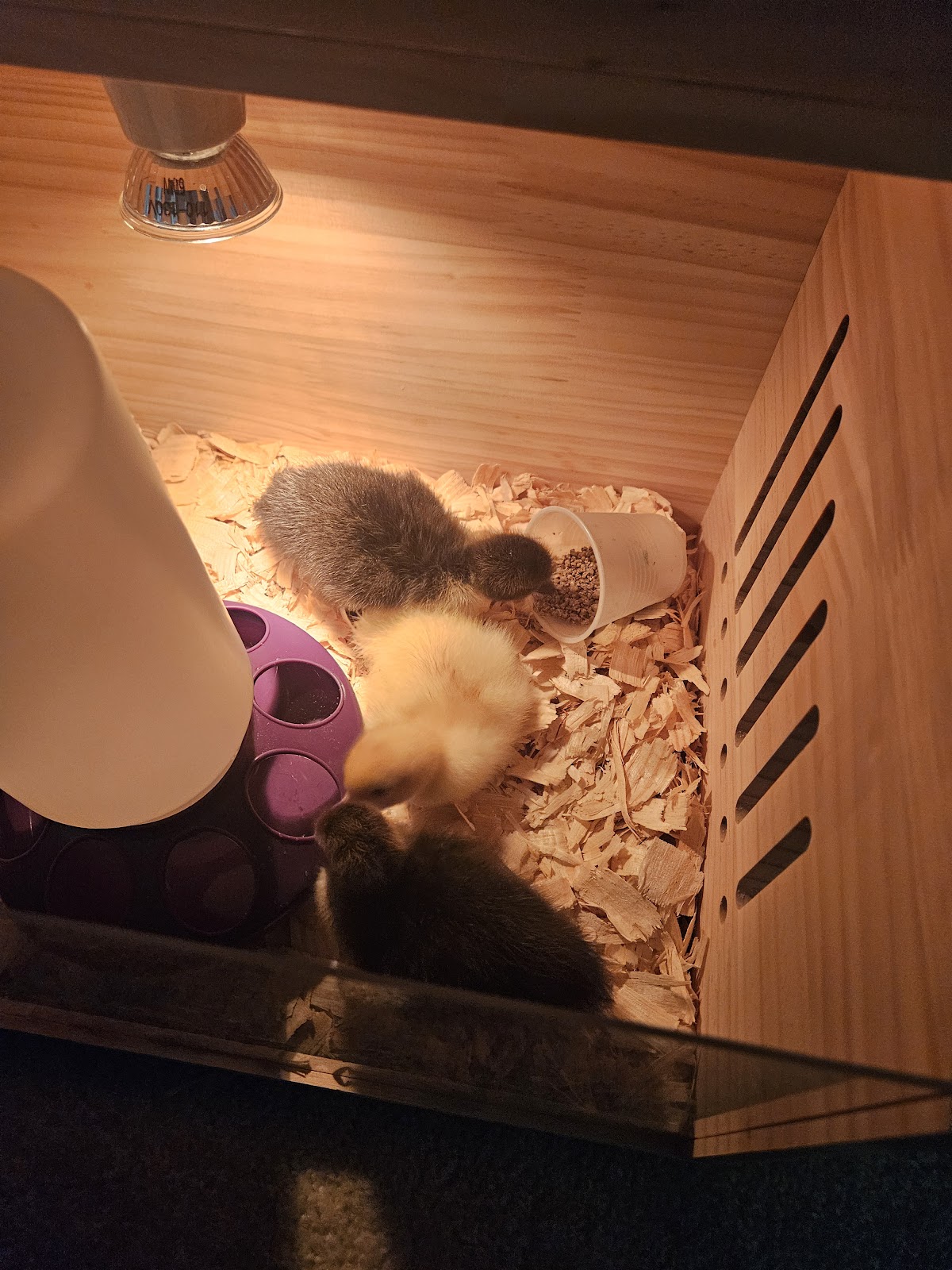 Muscovy, Black Muscovy