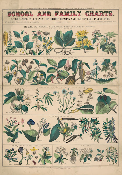 No XXI Botany