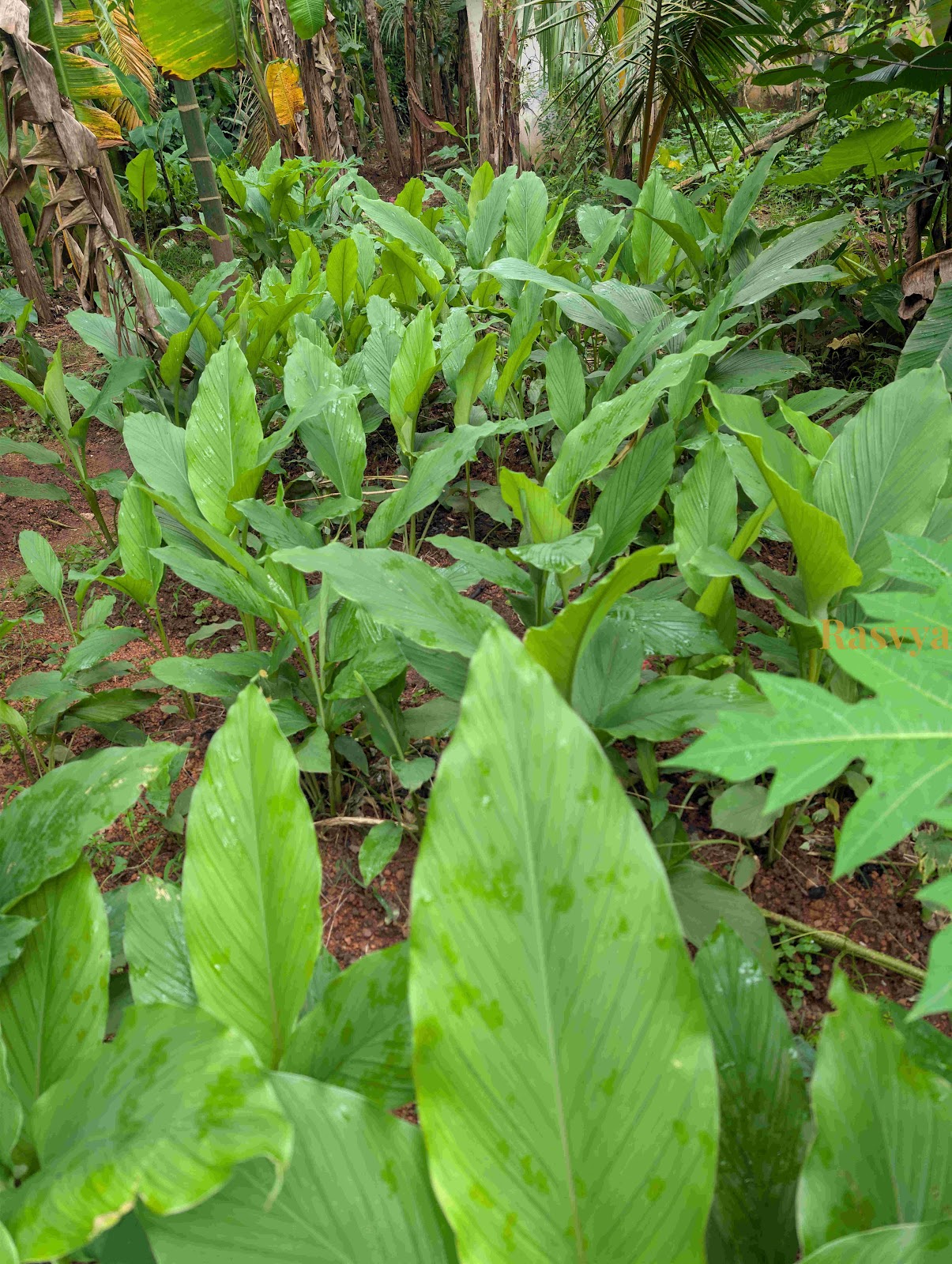 Turmeric growing in the farms of Rasvya