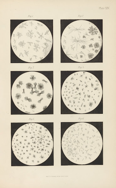 Micro Chemistry of Poisons Pl14 1885