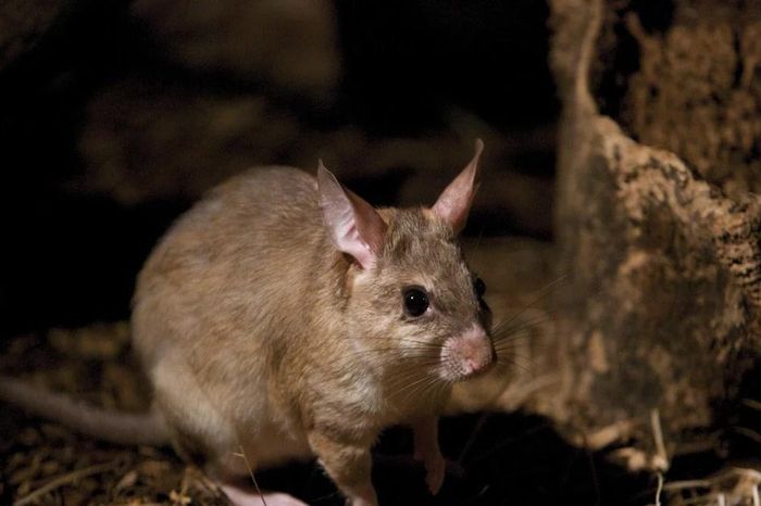 Độc lạ con vật lai chuột - thỏ - kangaroo chỉ có trên đảo Madagascar - Báo Tri thức &amp; Cuộc sống
