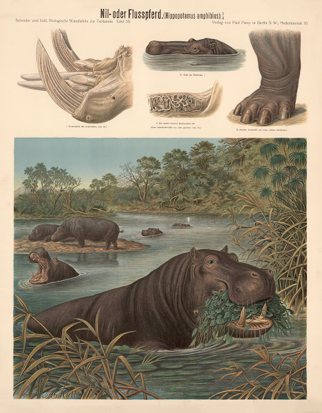 Hippopotamus Hippopotamus amphibius