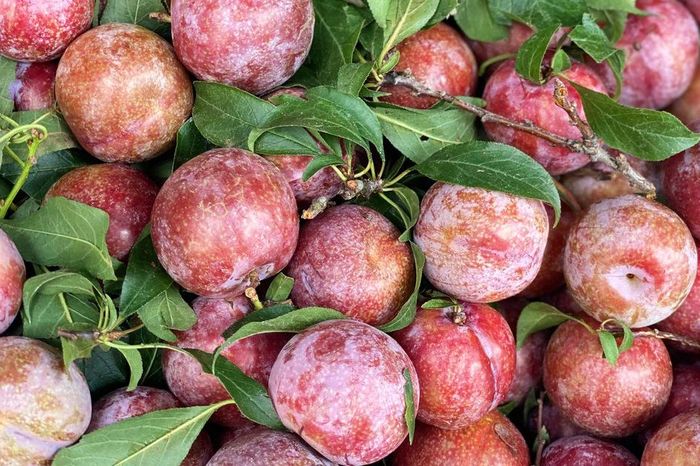 Mận hậu giảm giá sâu chỉ còn vài nghìn đồng/kg bán đầy thị trường, người háo hức, kẻ ngó lơ - Chuyên trang Gia Đình &amp; Xã Hội - Báo Sức khỏe &amp; Đời sống