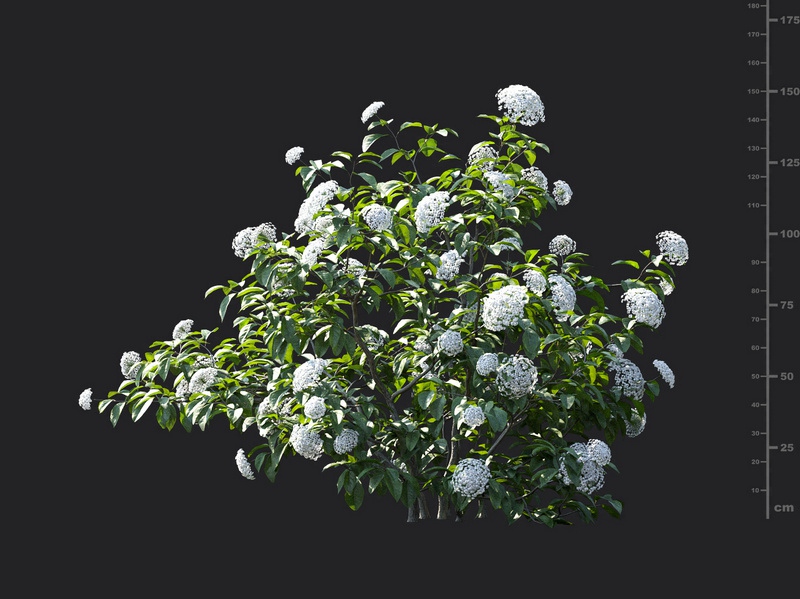 Maxtree - Plant Models Vol.115