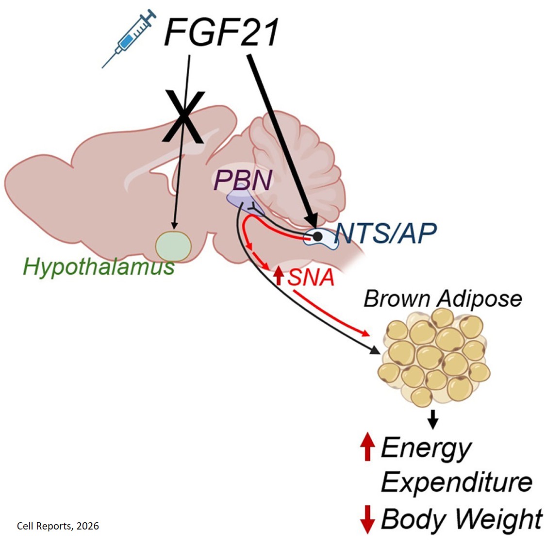 Pharmacological administration of FGF21 reverses obesity through a parabrachial-projecting neuron population in the hindbrain