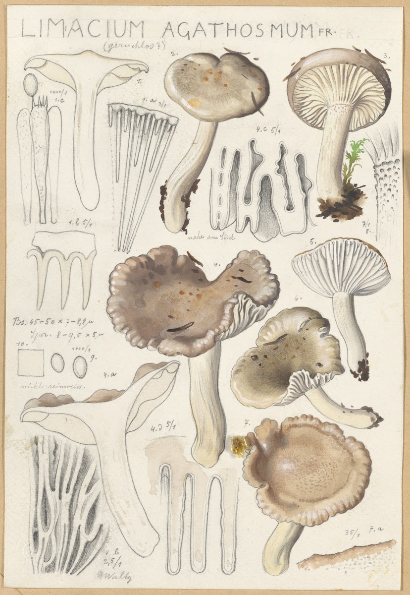 Limacium agathosmum 1915 1945