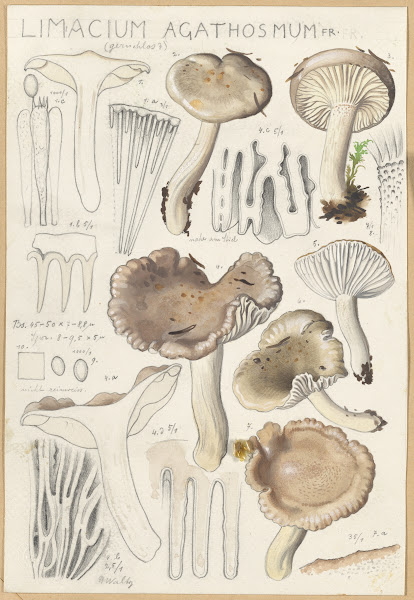 Limacium agathosmum 1915 1945