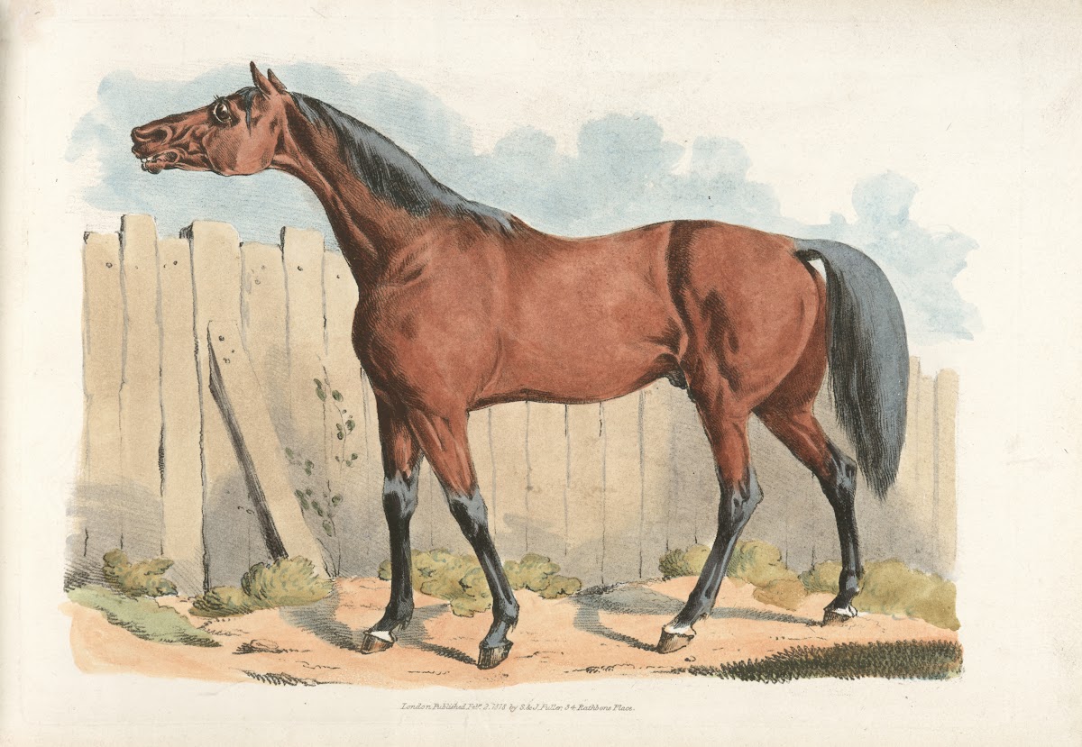 Dark brown horse 1817 1818