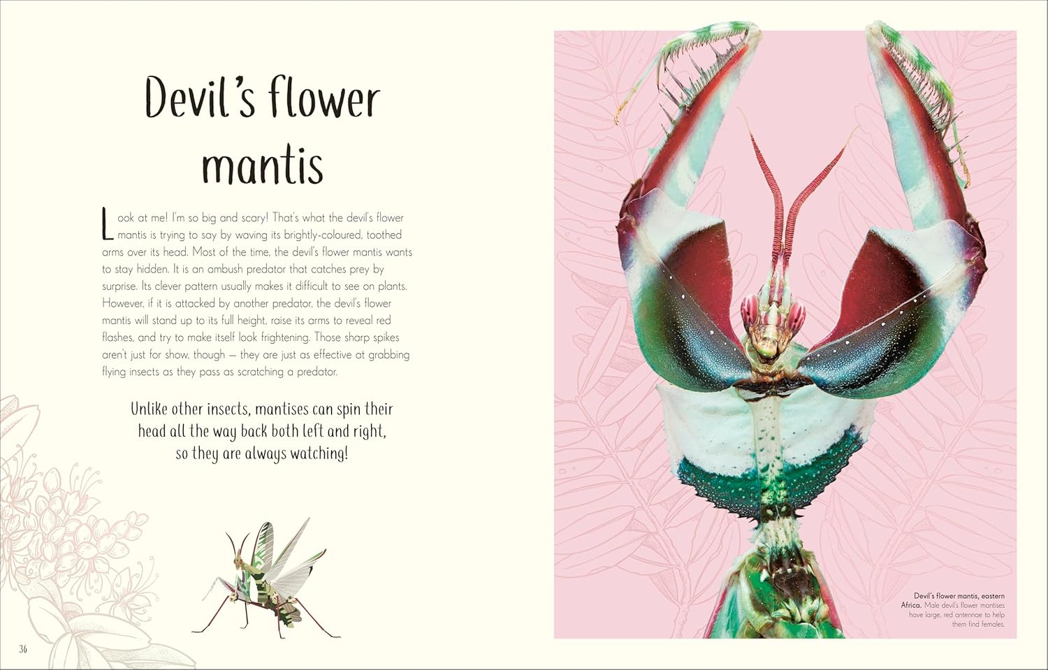 An Anthology of Remarkable Bugs - thumbnail 3