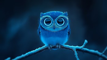 Owl Wallpaper