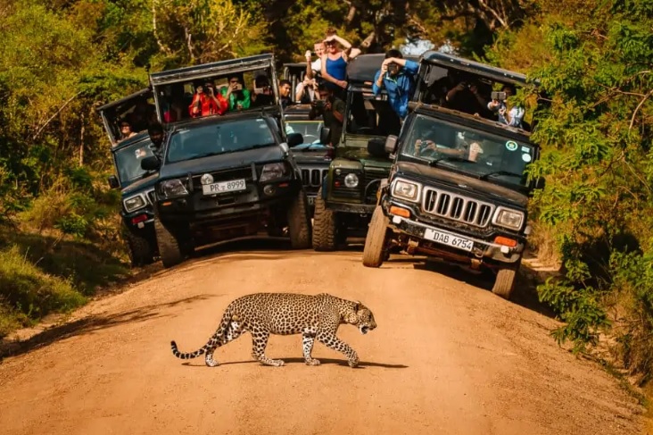 About Yala S Lanka Safari