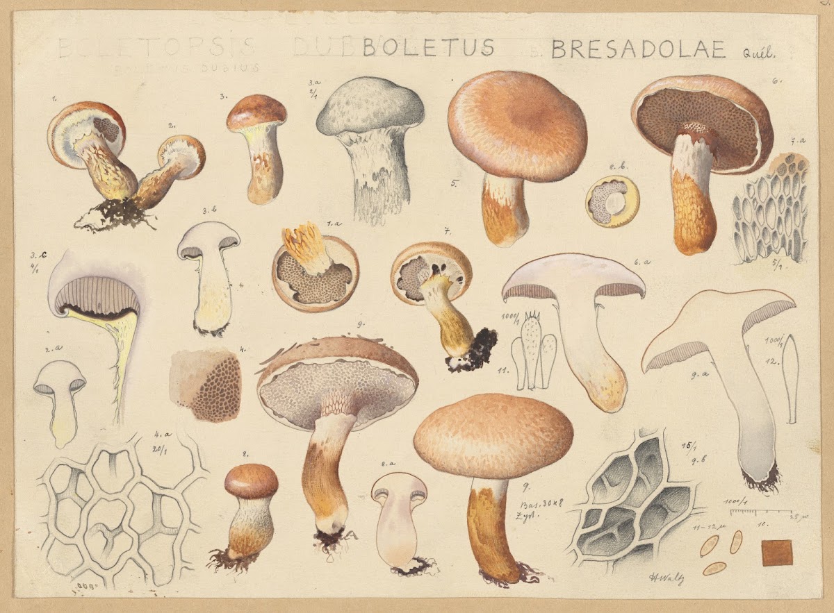 Boletus bresadolae Quél 1915 1945
