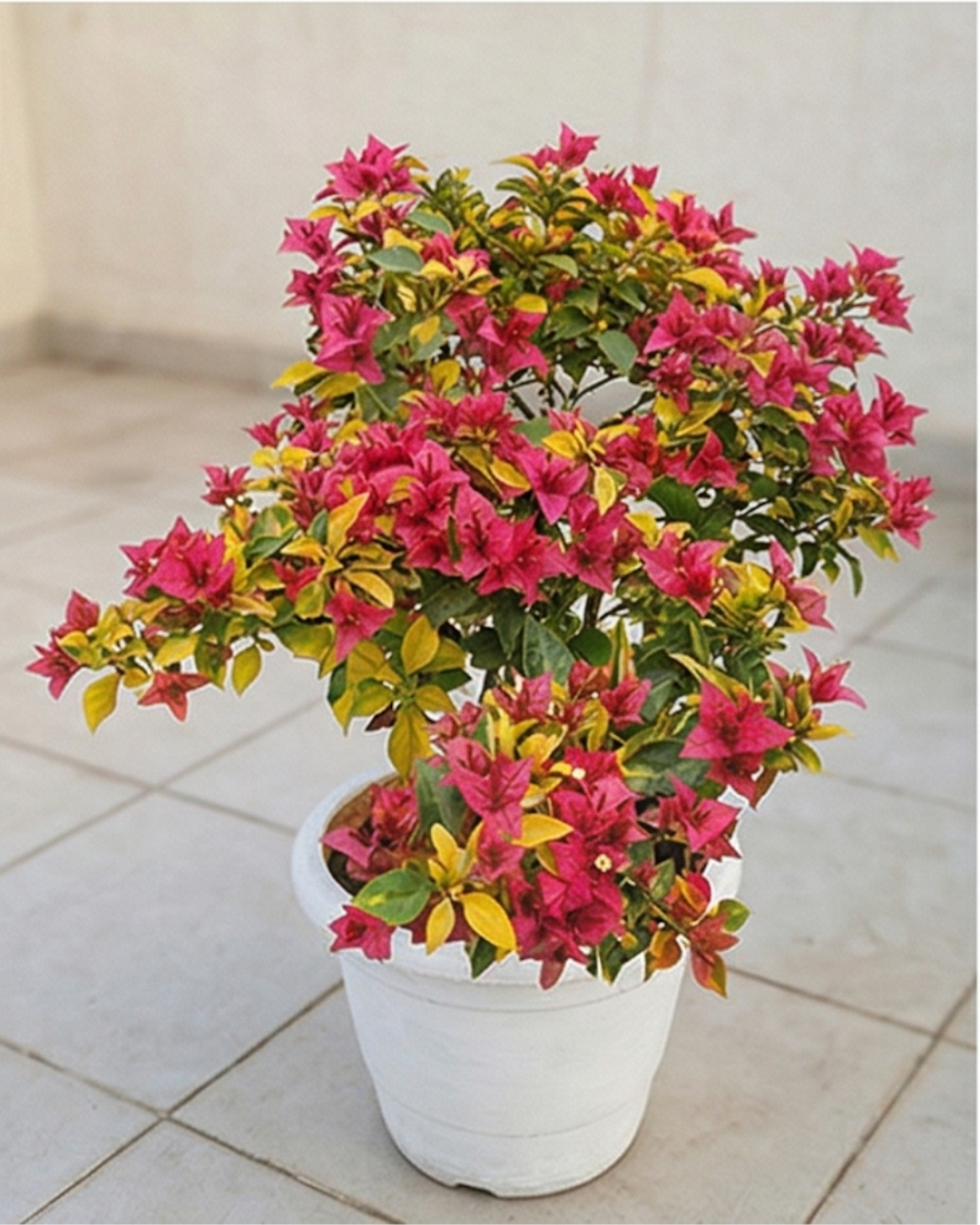 Imported Golden Pendro Bambino Bougainvillea Plant — view 4