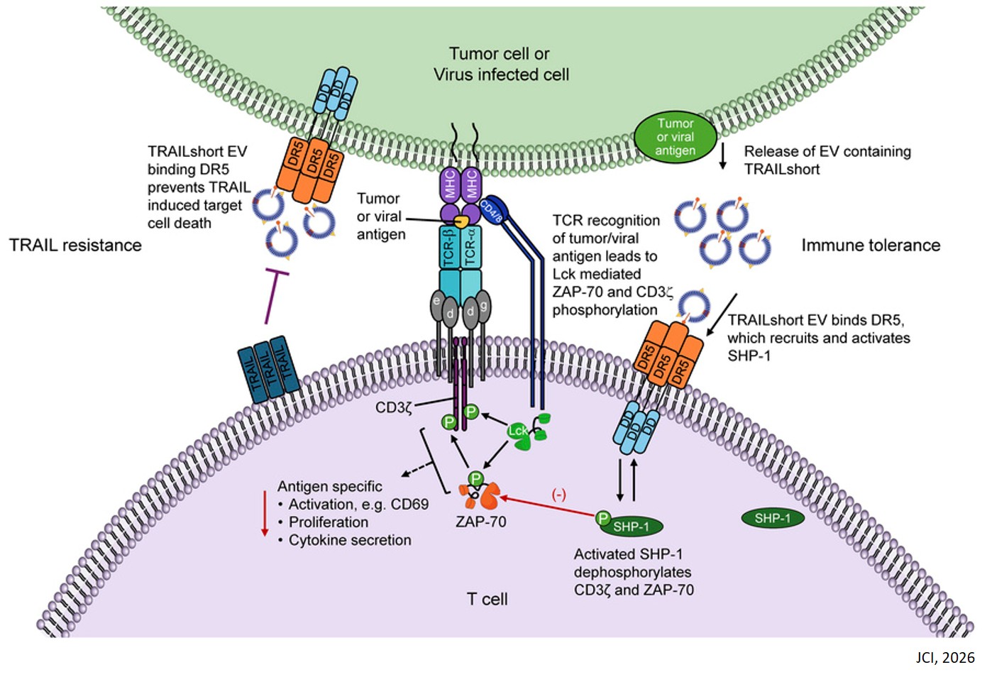TRAIL splice variant TRAILshort disrupts T cell receptor signaling and promotes immune tolerance in vivo