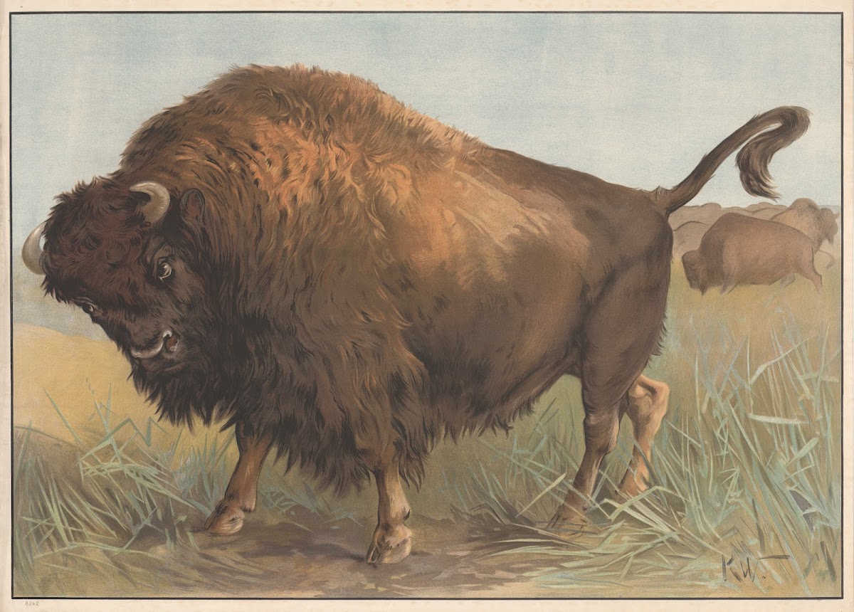 Bøffel amerikansk 1910