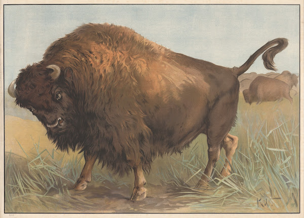 Bøffel amerikansk 1910