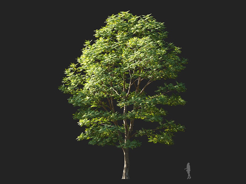Maxtree - Plant Models Vol.132