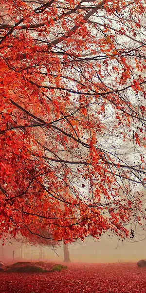 Fall, Outdoors, Trees, Fallen Leaves 4K Wallpaper Background