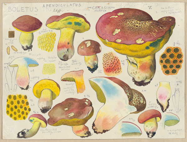 Boletus appendiculatus Schff var cerasinus Martin 1915 1945
