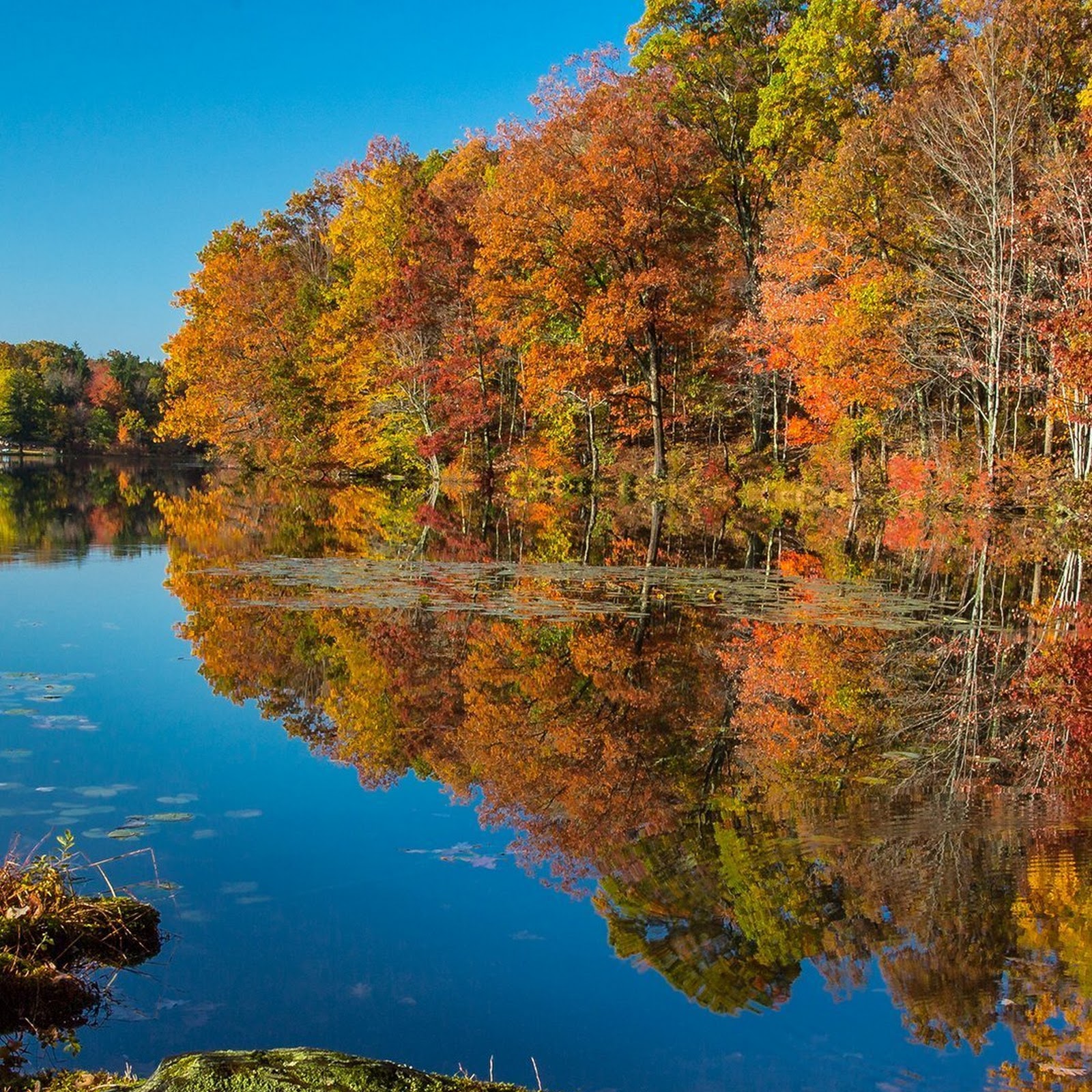 Download Reflection, Autumn, Tree, Water, Plant Full HD iPhone