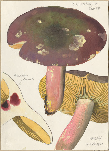 Russula Olivacea schff 1915 1945
