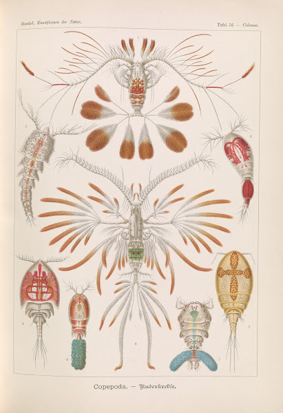 Copepoda  Ruderkrebse 1904