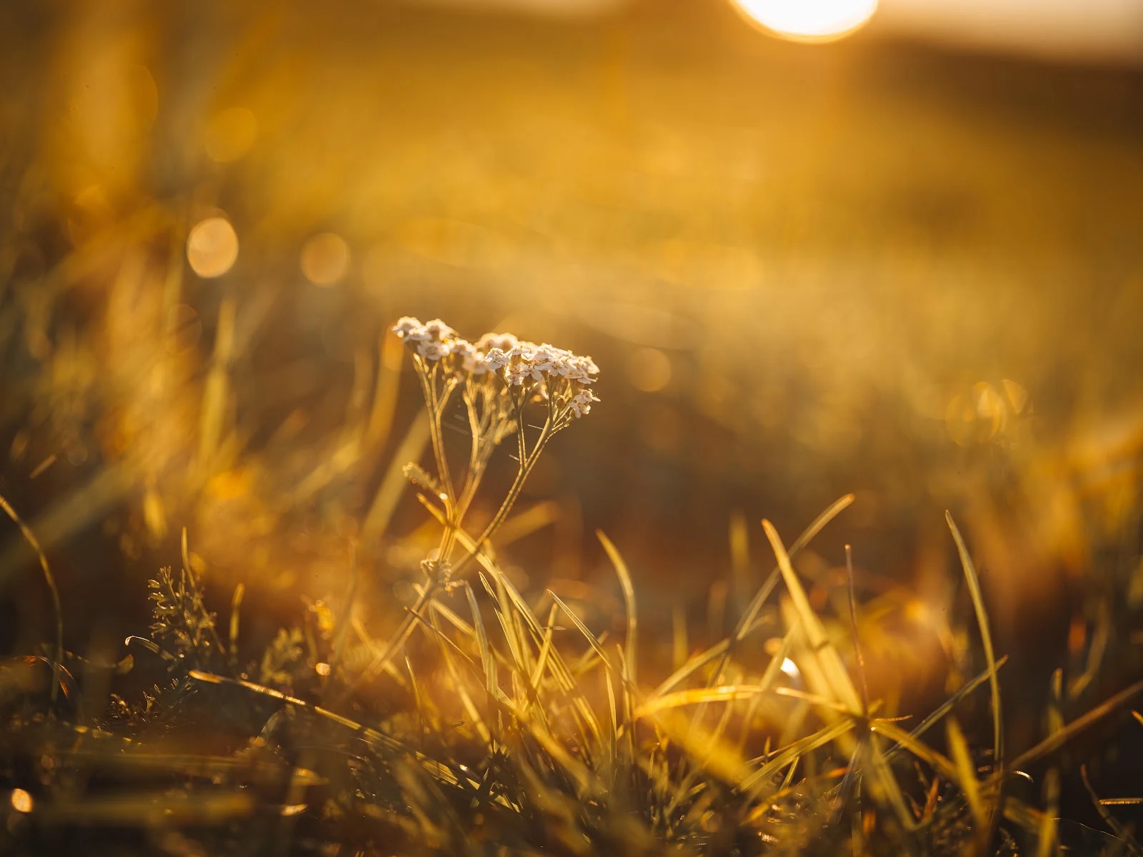 Wildflower at Golden Sunset - Macro Nature Photography 8K Wallpaper (8256x6192)