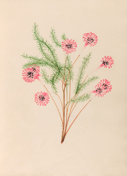 Drawings of tropical flowers and fruits from South America Pl21 1830