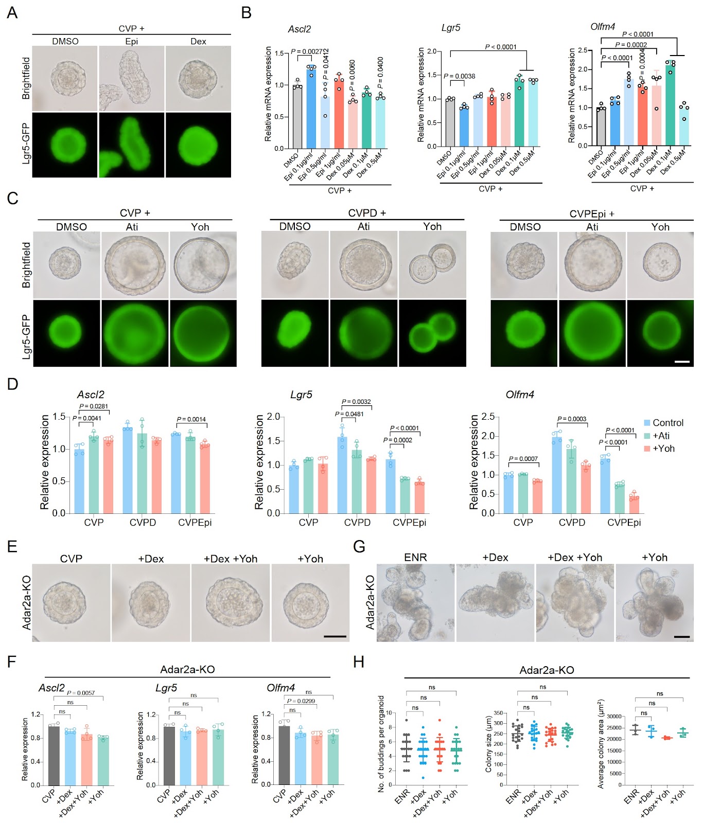 A modified system to promote stemness of mouse intestinal stem cells by activating Nrf2 and α2-adrenergic receptor signaling pathway