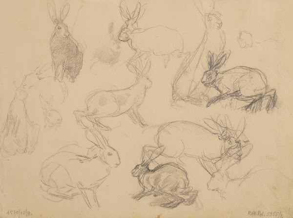 Studia zajęcy 1875   1900