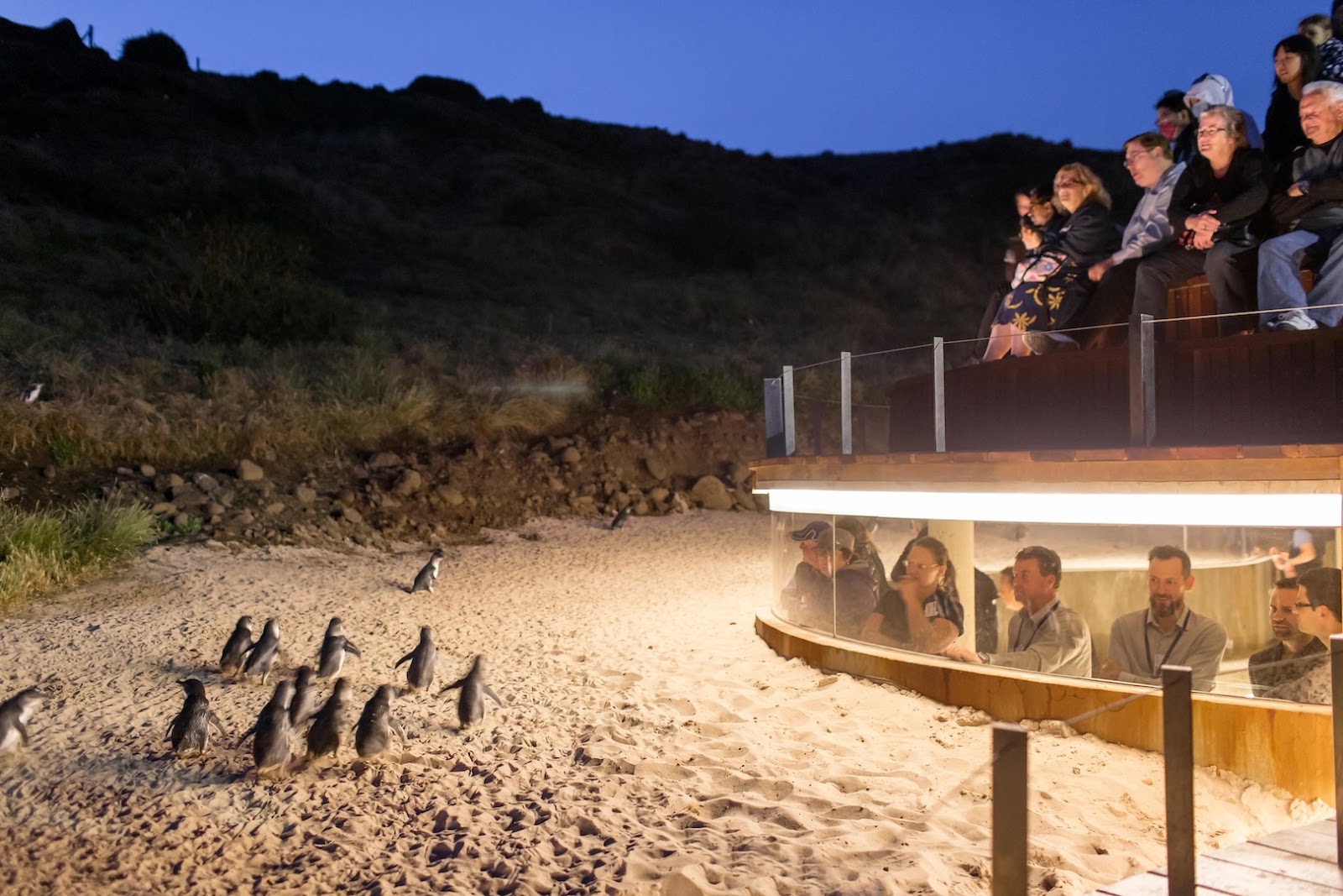 Little penguins gathering along the shoreline at Phillip Island, Australia.