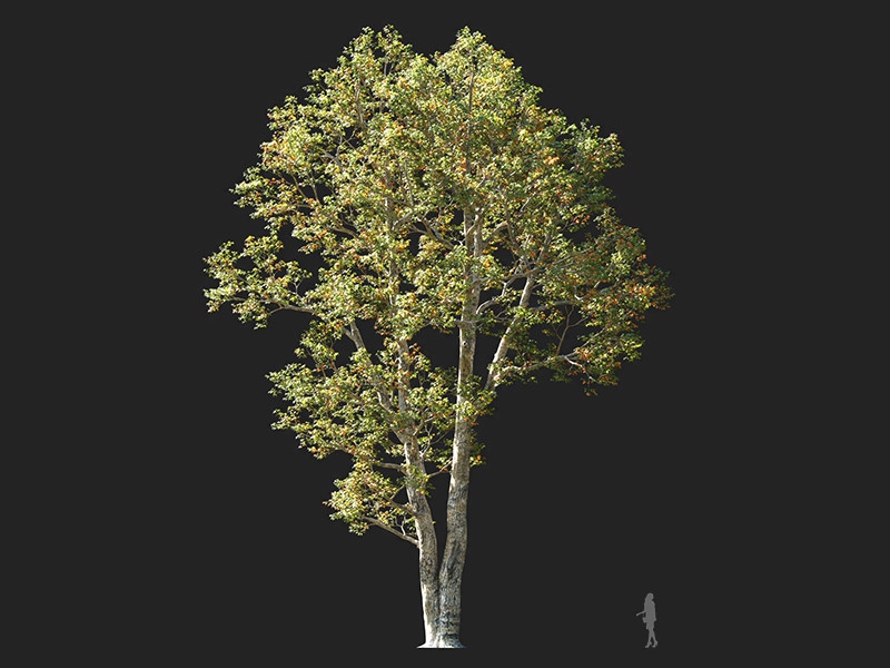 Maxtree - Plant Models Vol.132