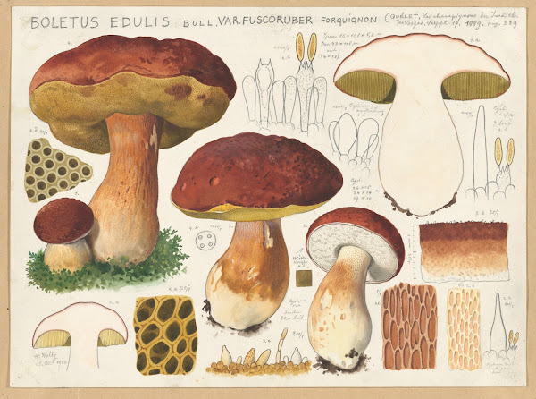 Boletus edulis Bull var fuscoruber forquignon 1915 1945