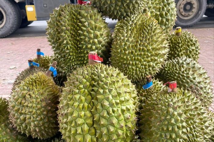 Vừa thu tiền trăm mỗi kg, giá sầu riêng lại quay đầu giảm mạnh - Báo Pháp Luật TP.HCM