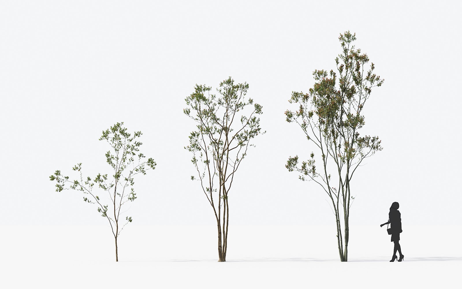 Maxtree - Plant Models Vol.14