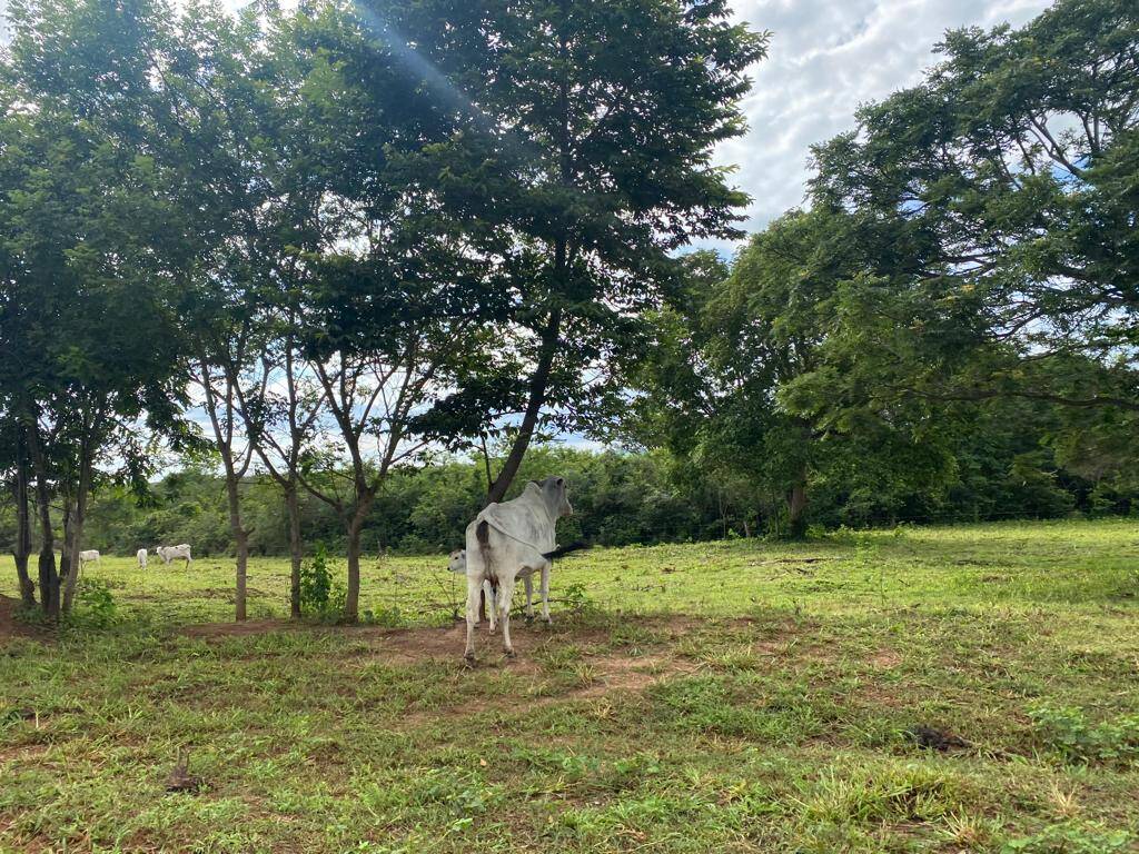 Fazenda em Arinos - MG 8