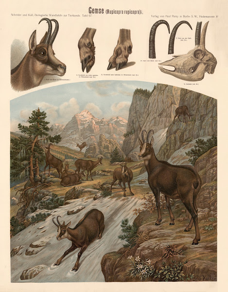 Chamois Rupicapra rupicapra