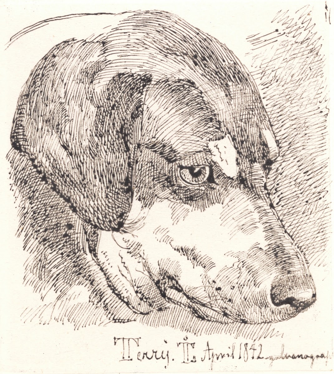 Hundehoved Terry 1842